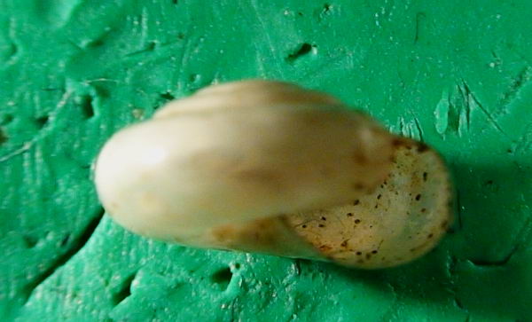 Mediterranea hydatina (Rossmässler, 1838)